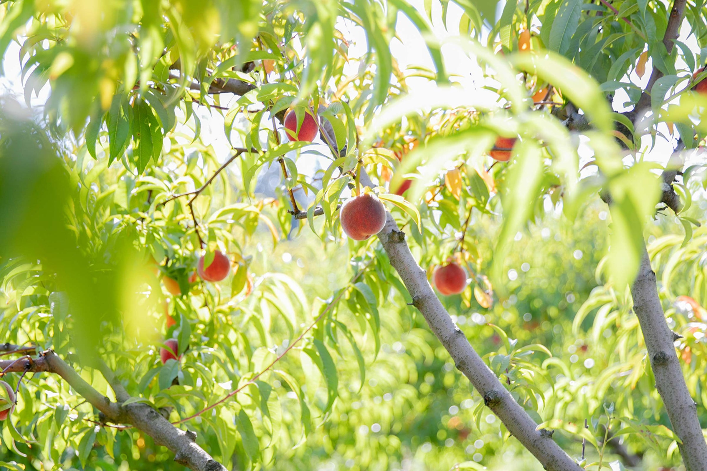 Peach tree branches heavy with ripe peaches in a sunlit orchard