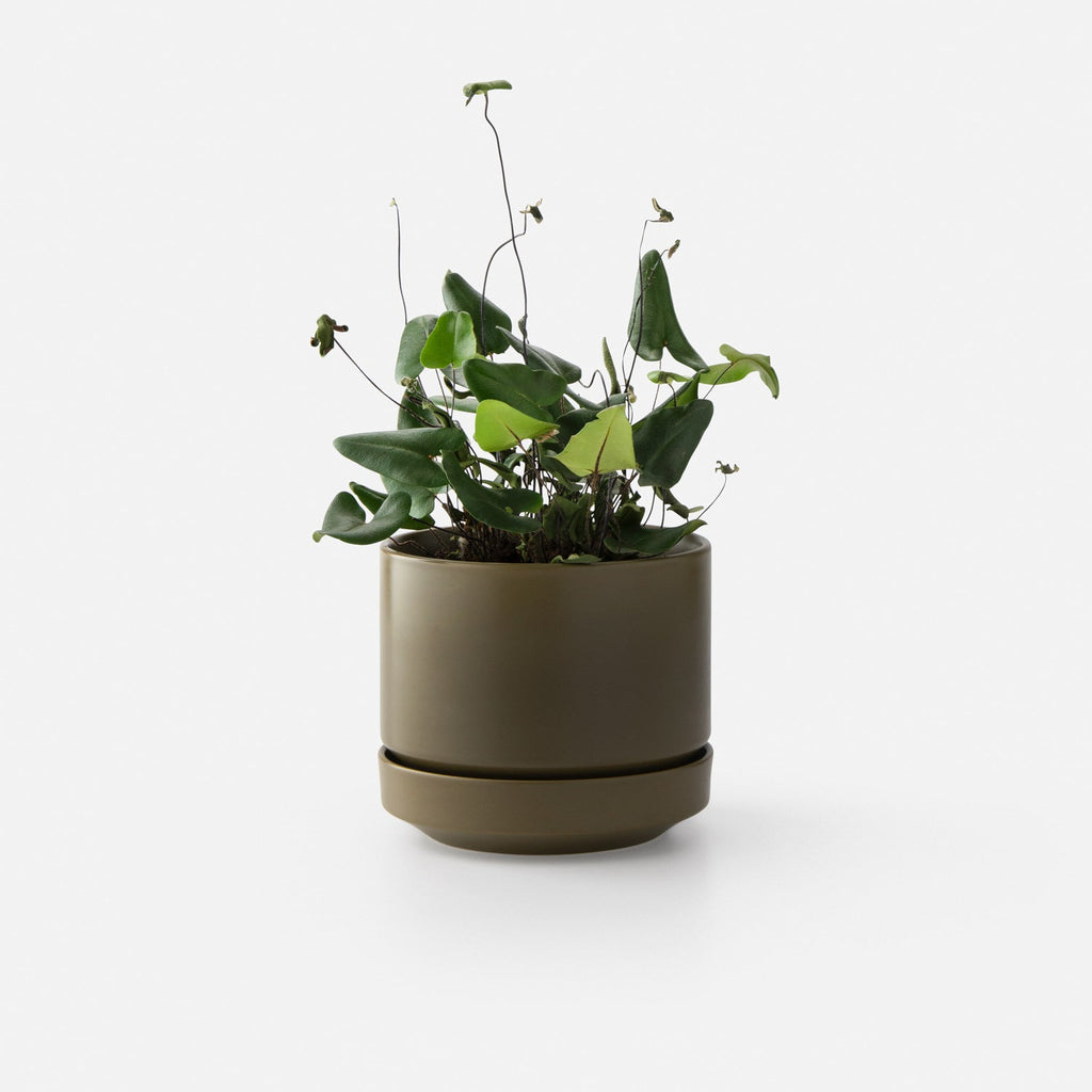 8" Modern Planter + Dish Set::Olive::Main