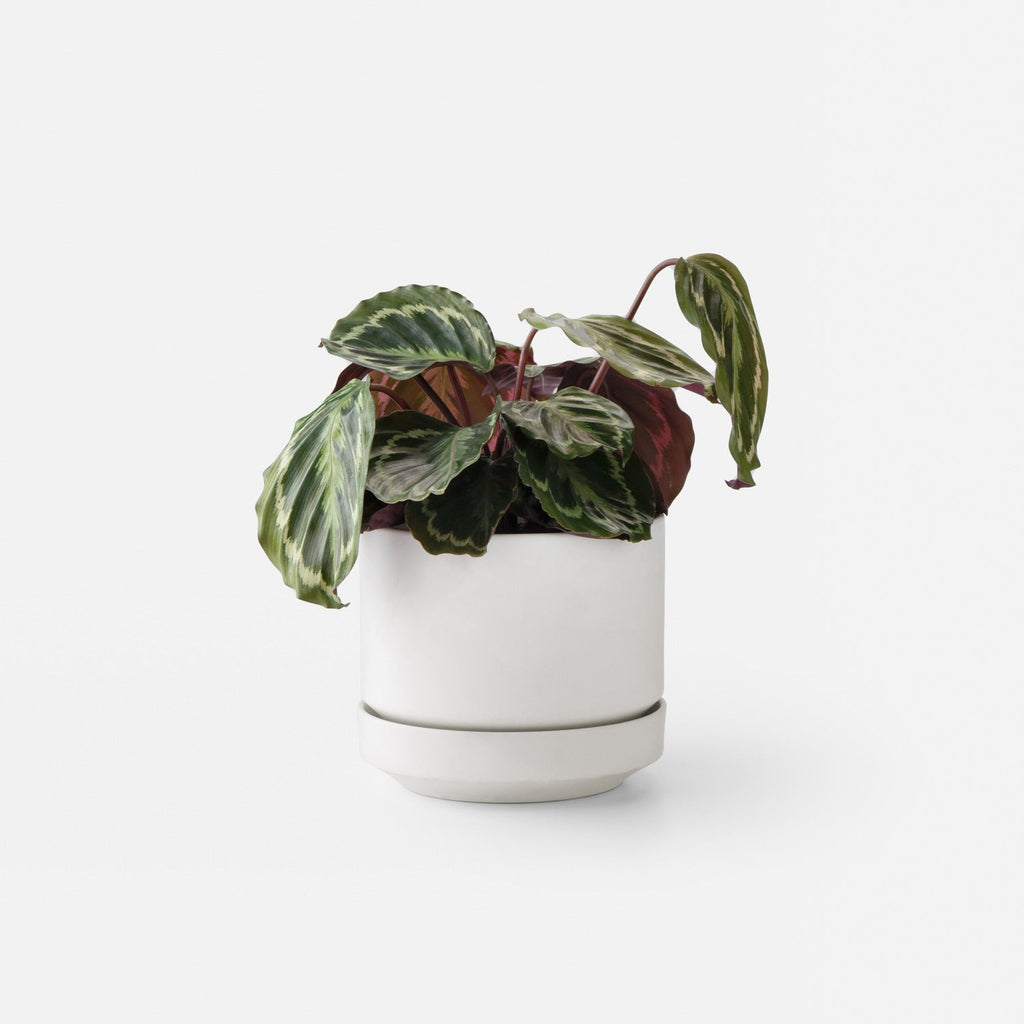 8" Modern Planter + Dish Set::White::Main