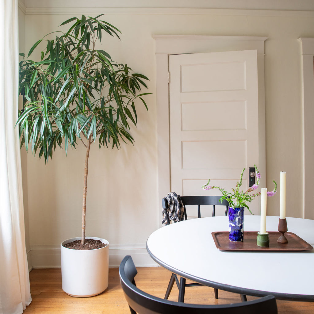 Cylinder Planter::white::hover