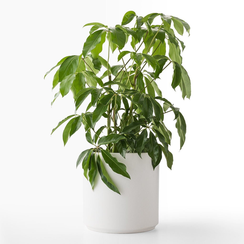Cylinder Planter
