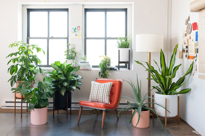 How-to: Repot your Houseplant with EcoVibe Home