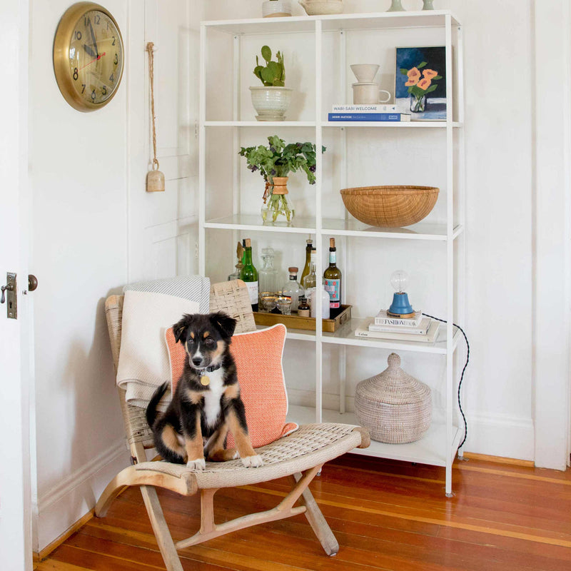 Our Favorite Pet-Friendly Picks