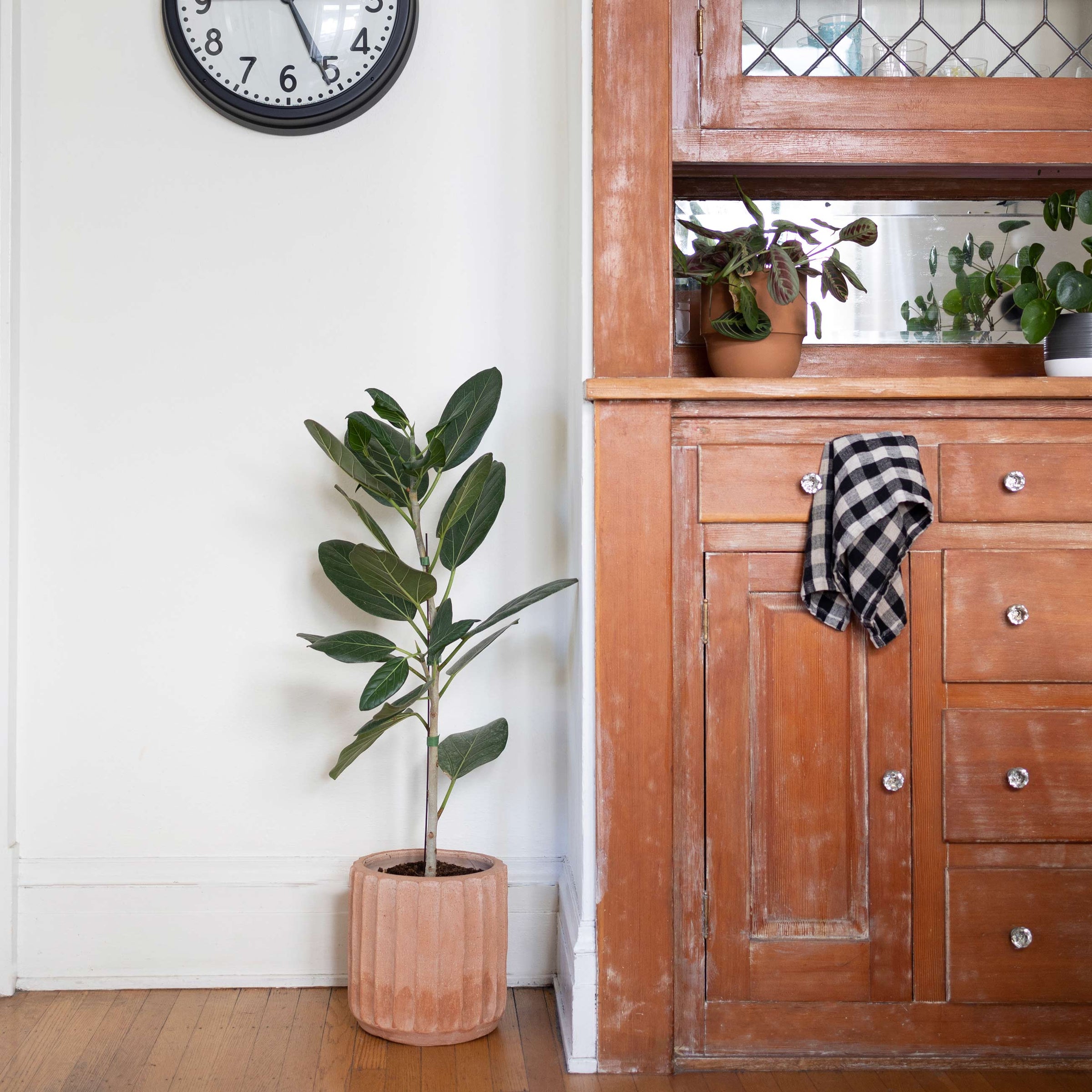 How-To: Spring Plant Care Tips